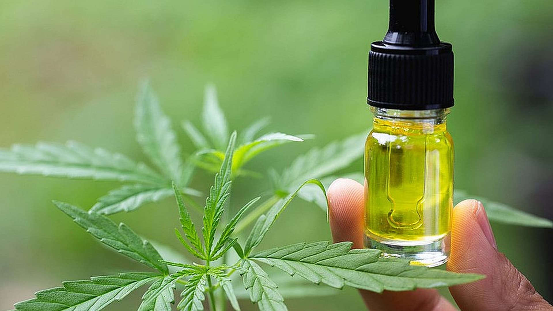 Rave Store Miami – Miami Rave’s THC and CBD Cakes Perfect for Any Occasion