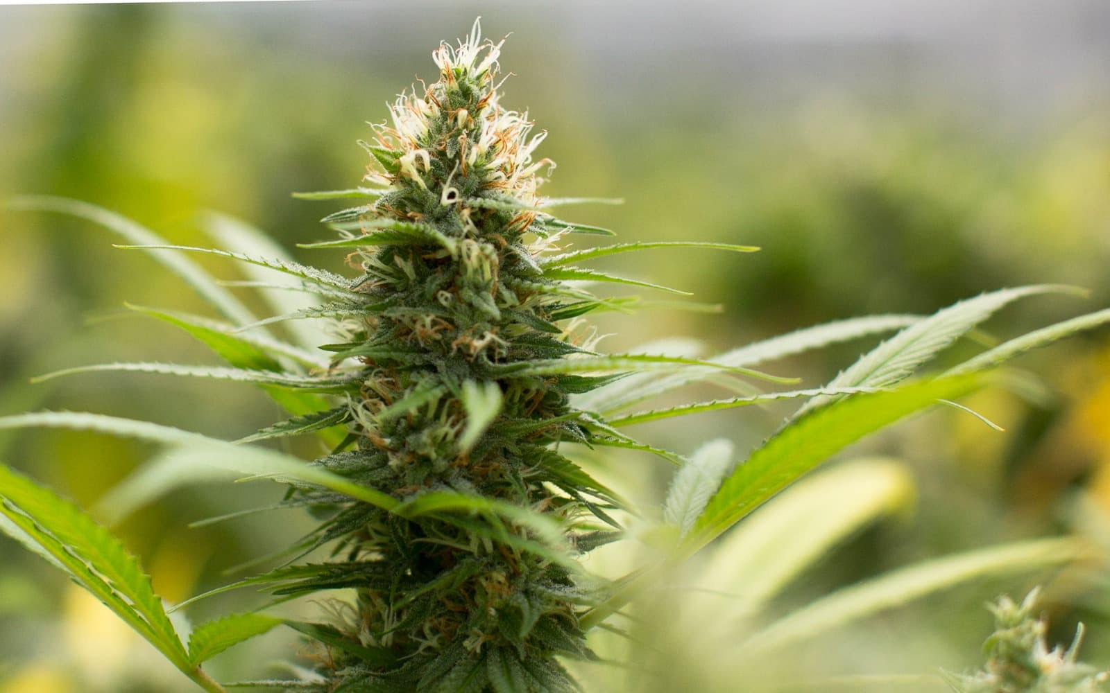 Madrid Weed | Exclusive Access Support by Clubs Cannabis Madrid