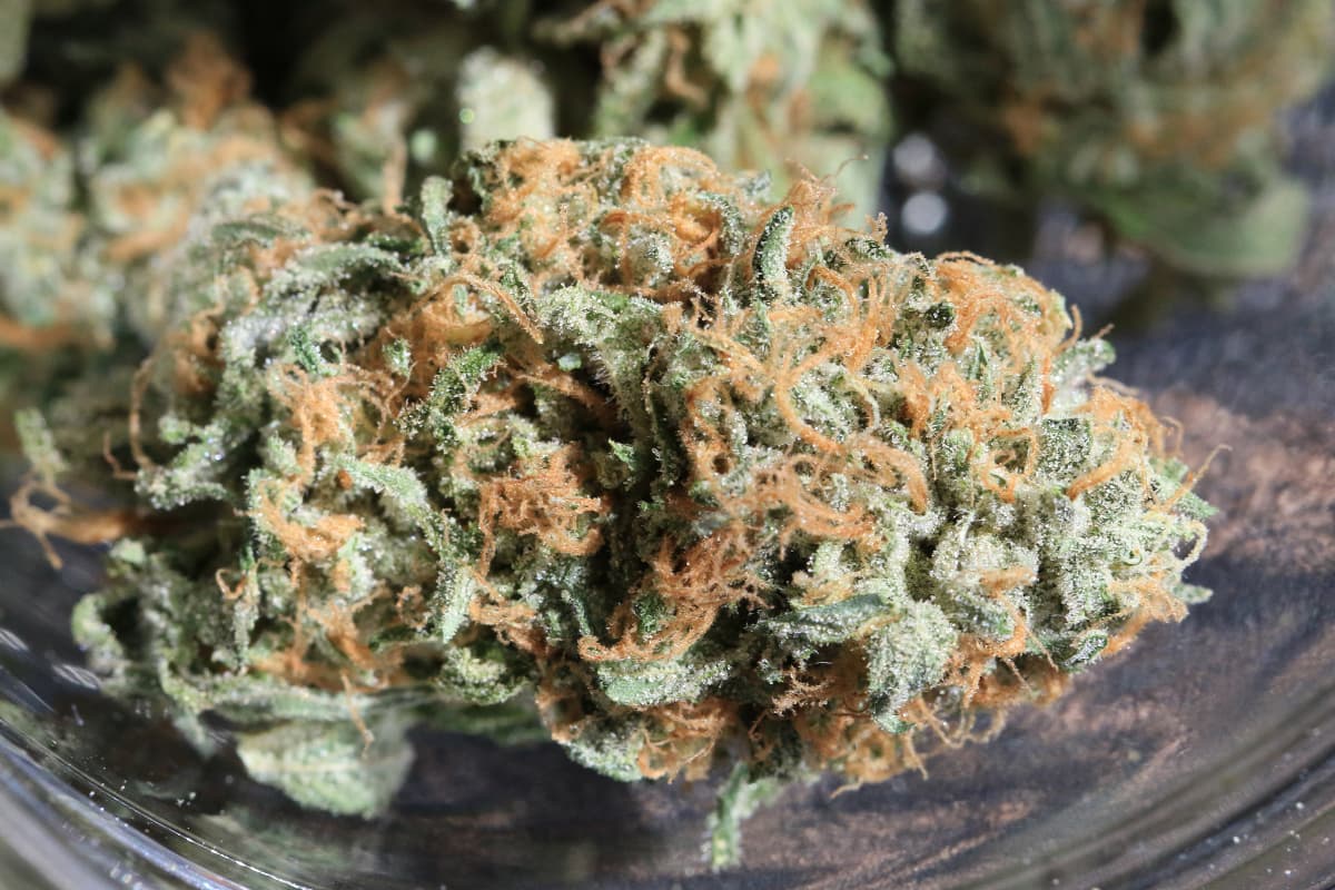 Bud Cargo: Canada’s Leading Online Dispensary Offering the Iconic skittles strain