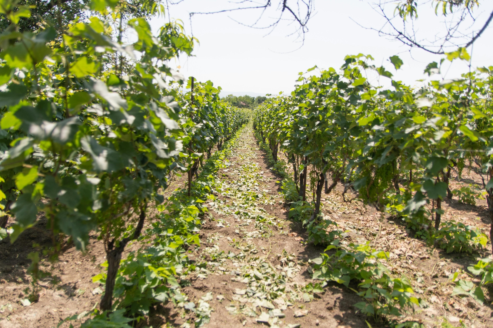 Discover Boutique Clarksburg Wineries Off the Beaten Path