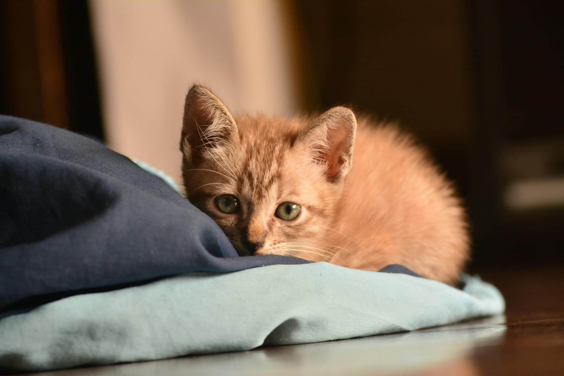Home-Raised Maine Coon Cats for Sale Near Me in Northern California