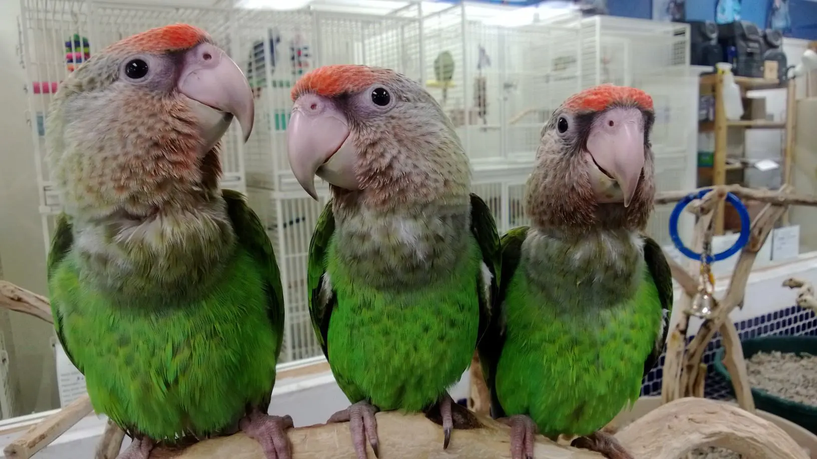 African Grey Parrots for Sale – Safe Transport Guaranteed by Amazing Birds Farm
