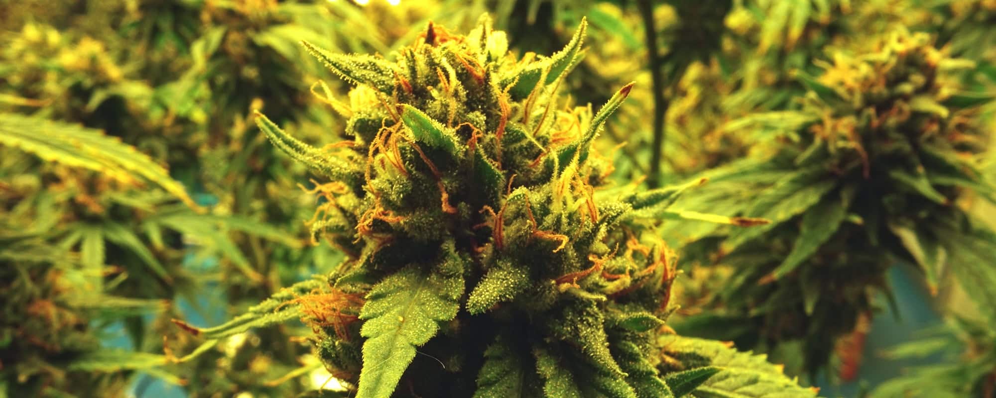 Understanding Cannabis Club: A Community for Enthusiasts