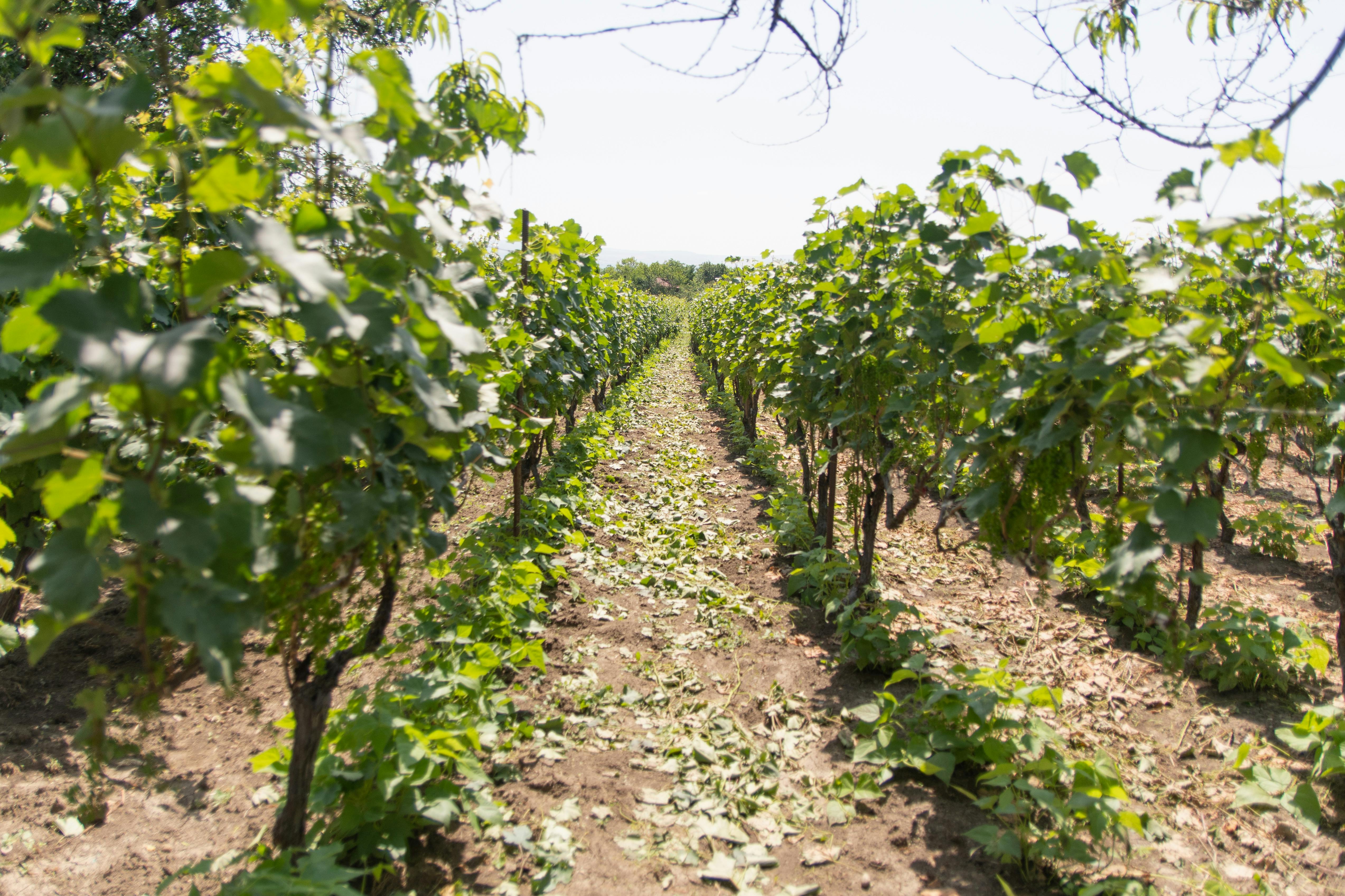 Discover Boutique Clarksburg Wineries Off the Beaten Path