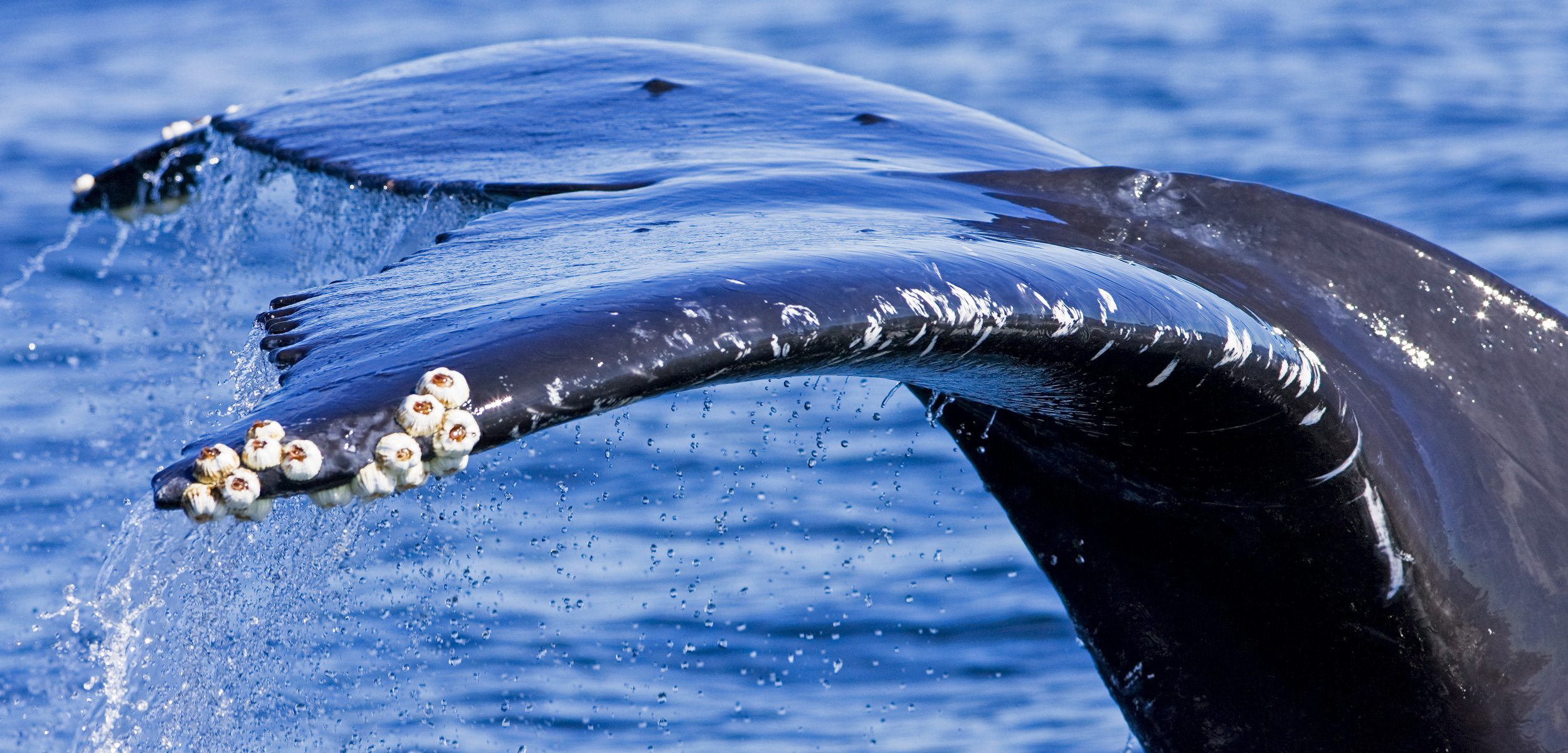 Ocean Justice in Motion: A-LAW and marianthi baklava Strengthen Whale Rights