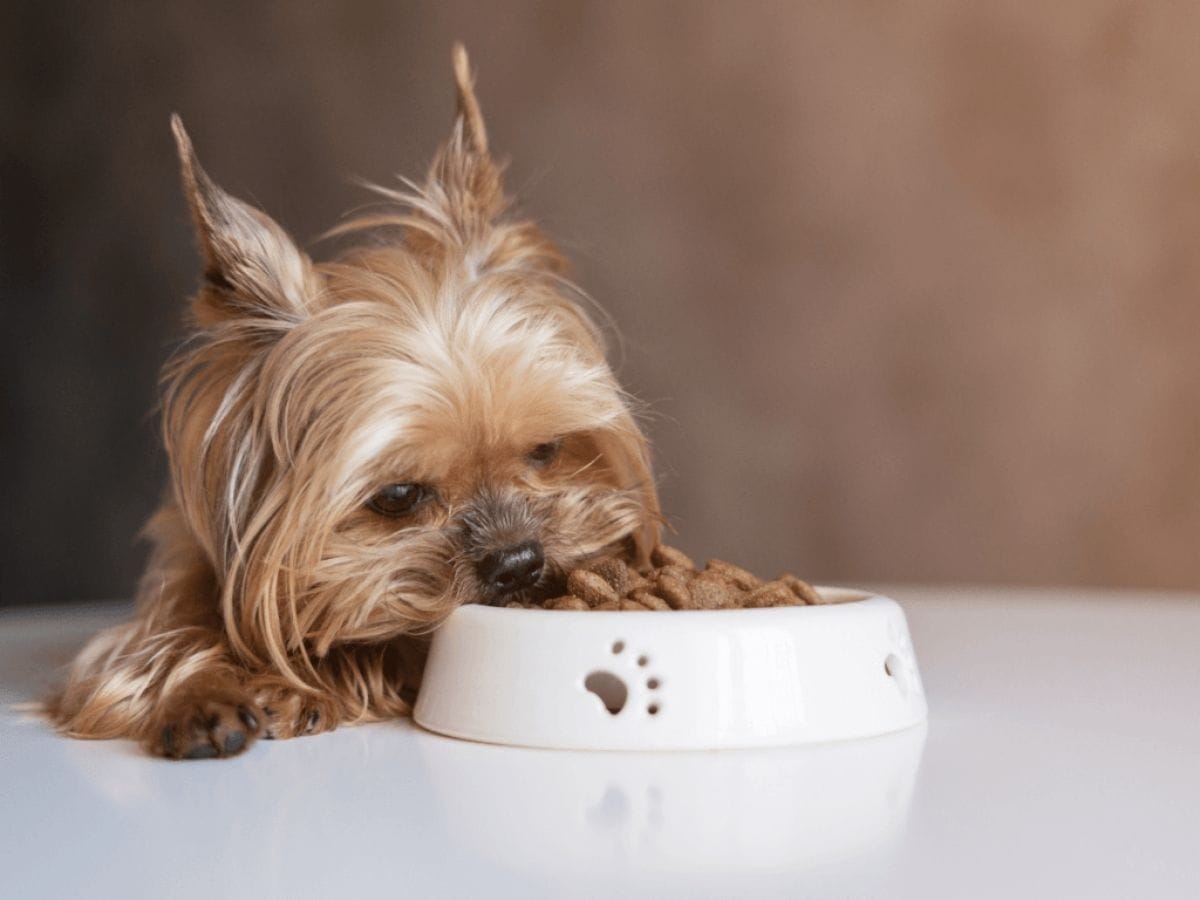 Why Freeze-Dried Dog Food Like Dr Martys Is a Smart Choice