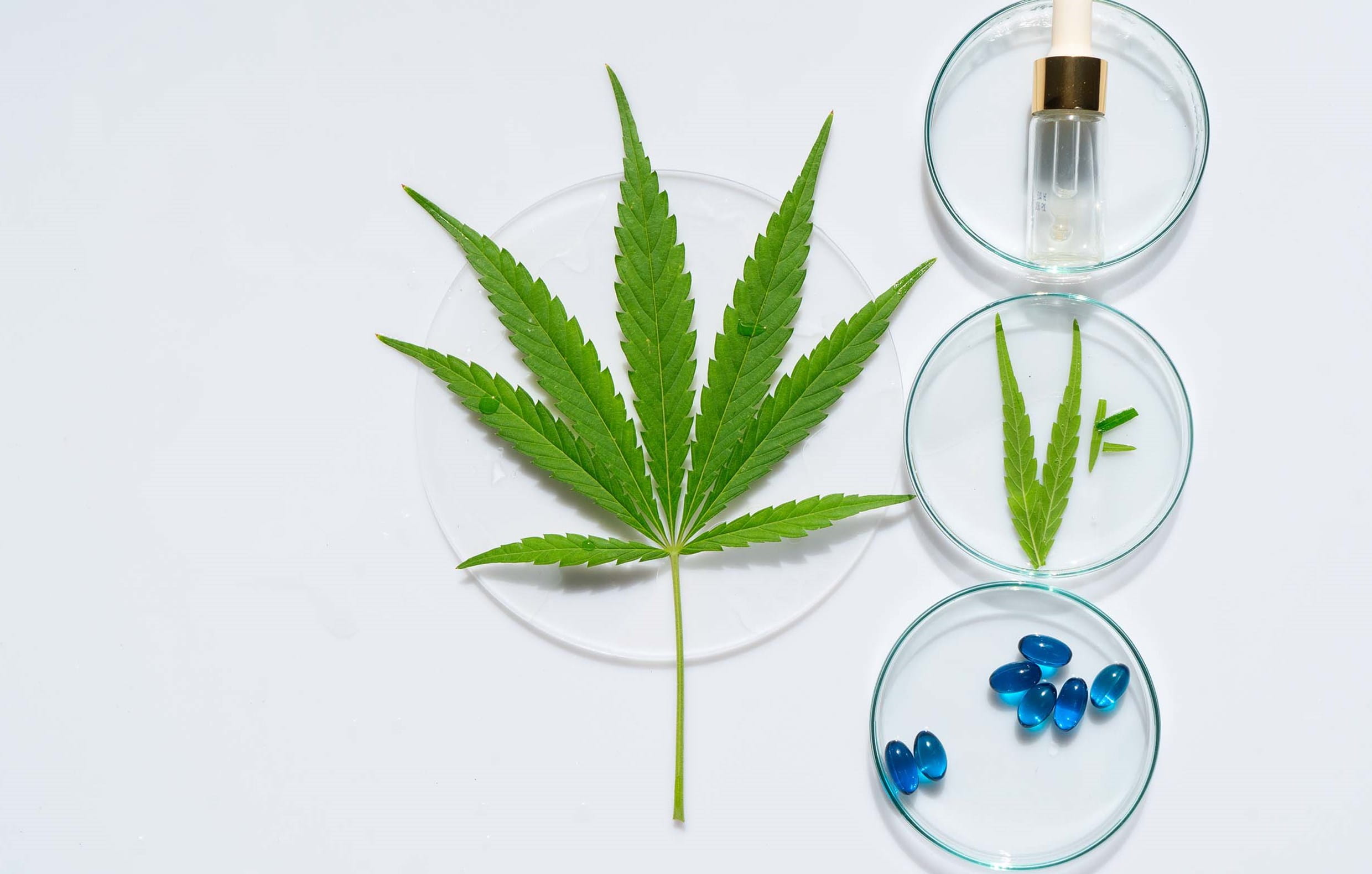 Bluetenbande – Der legale Weg zu hochwertigem Cannabis