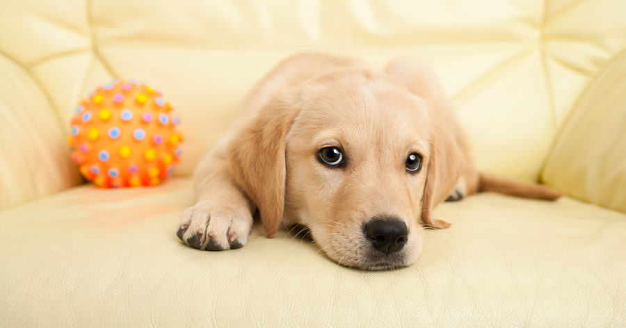 Emotional Support Animal Qualifications: What You Need to Know