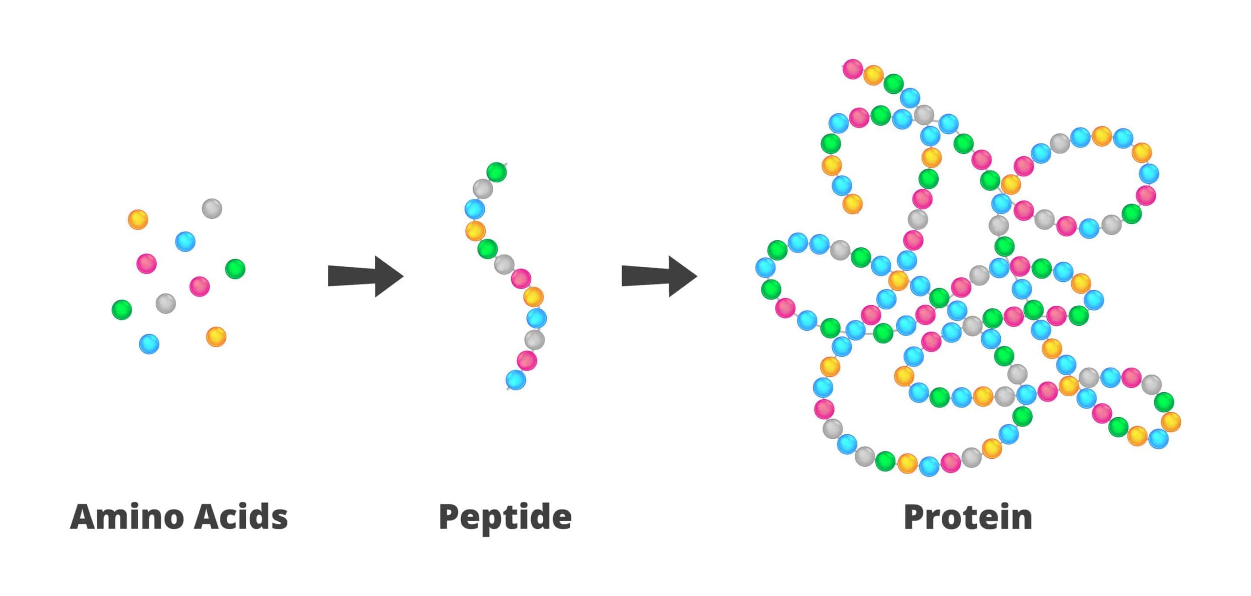 The Role of Peptides in Biomedical Innovation