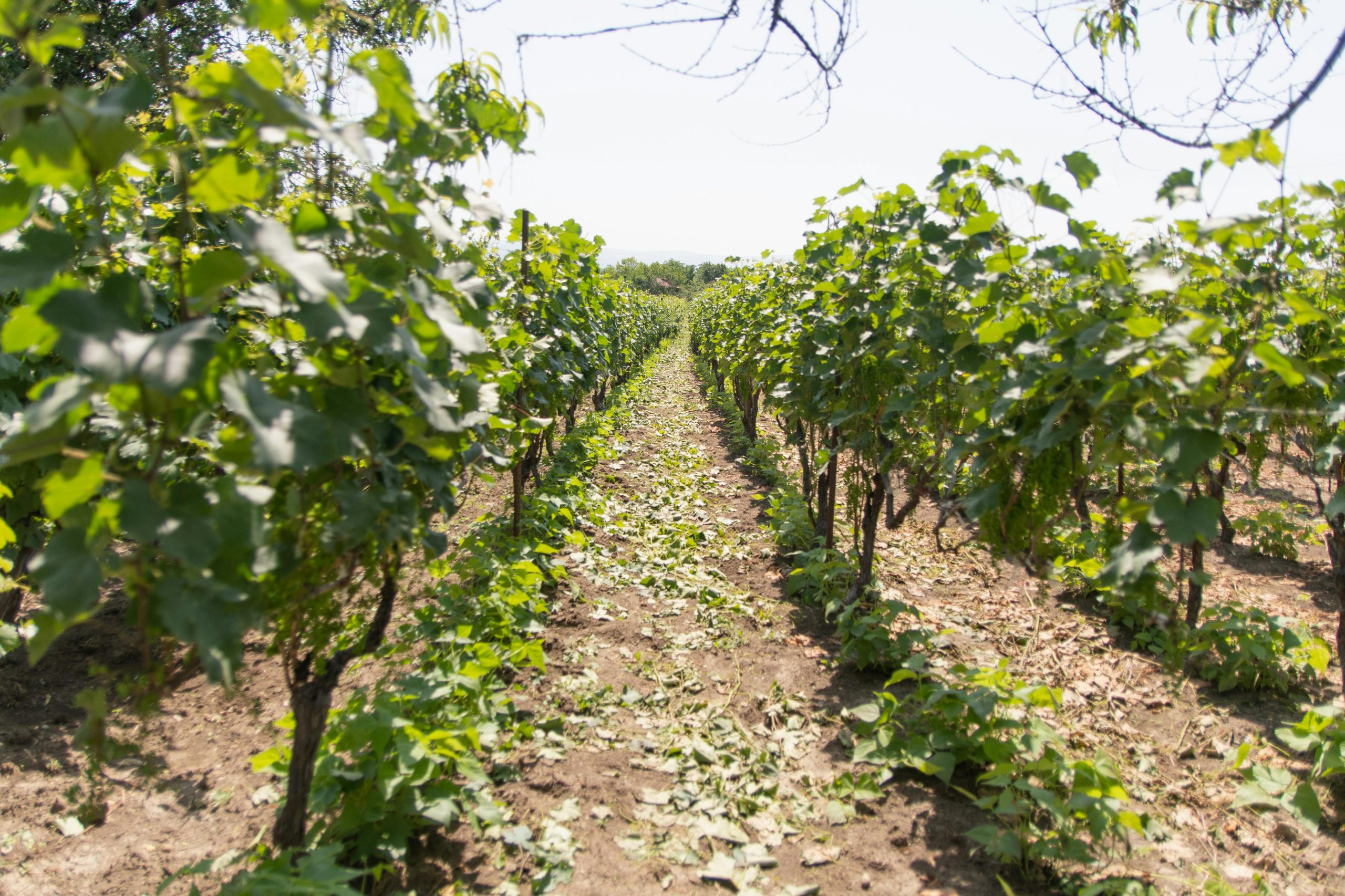 Discover Boutique Clarksburg Wineries Off the Beaten Path