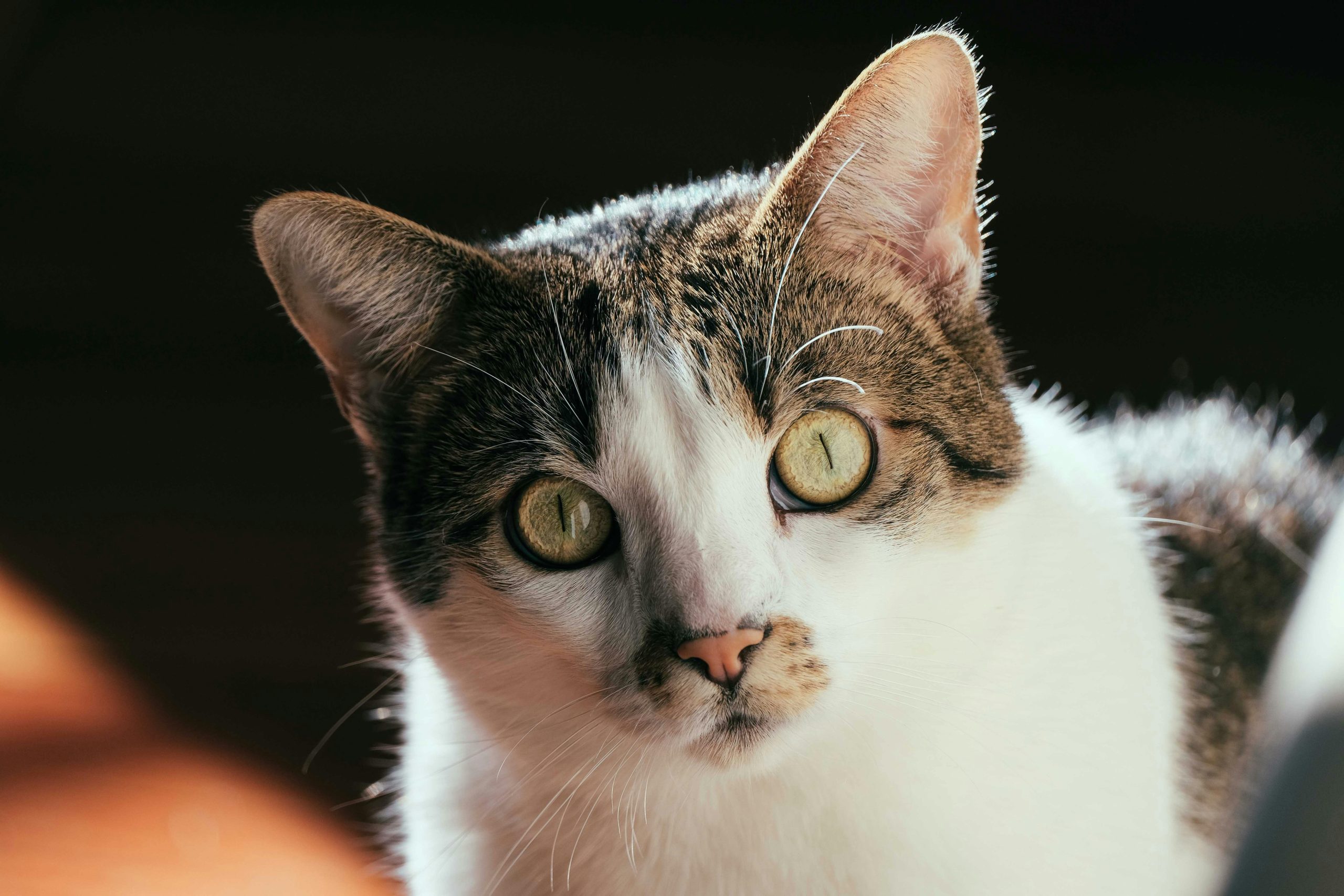 Maine Coon Cats for Sale Near Me – Top-Rated Local Breeder